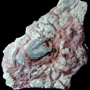 Rusophycus_Polska_71